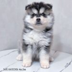 ポンスキー子犬ID()サムネイル画像2