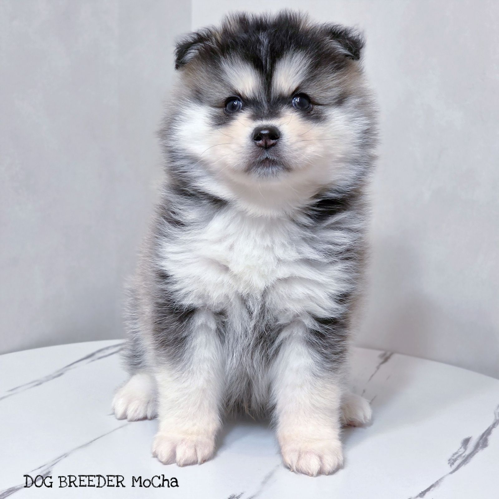 ポンスキー子犬ID()画像2