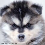 ポンスキー子犬ID()サムネイル画像3