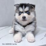 ポンスキー子犬ID()サムネイル画像1