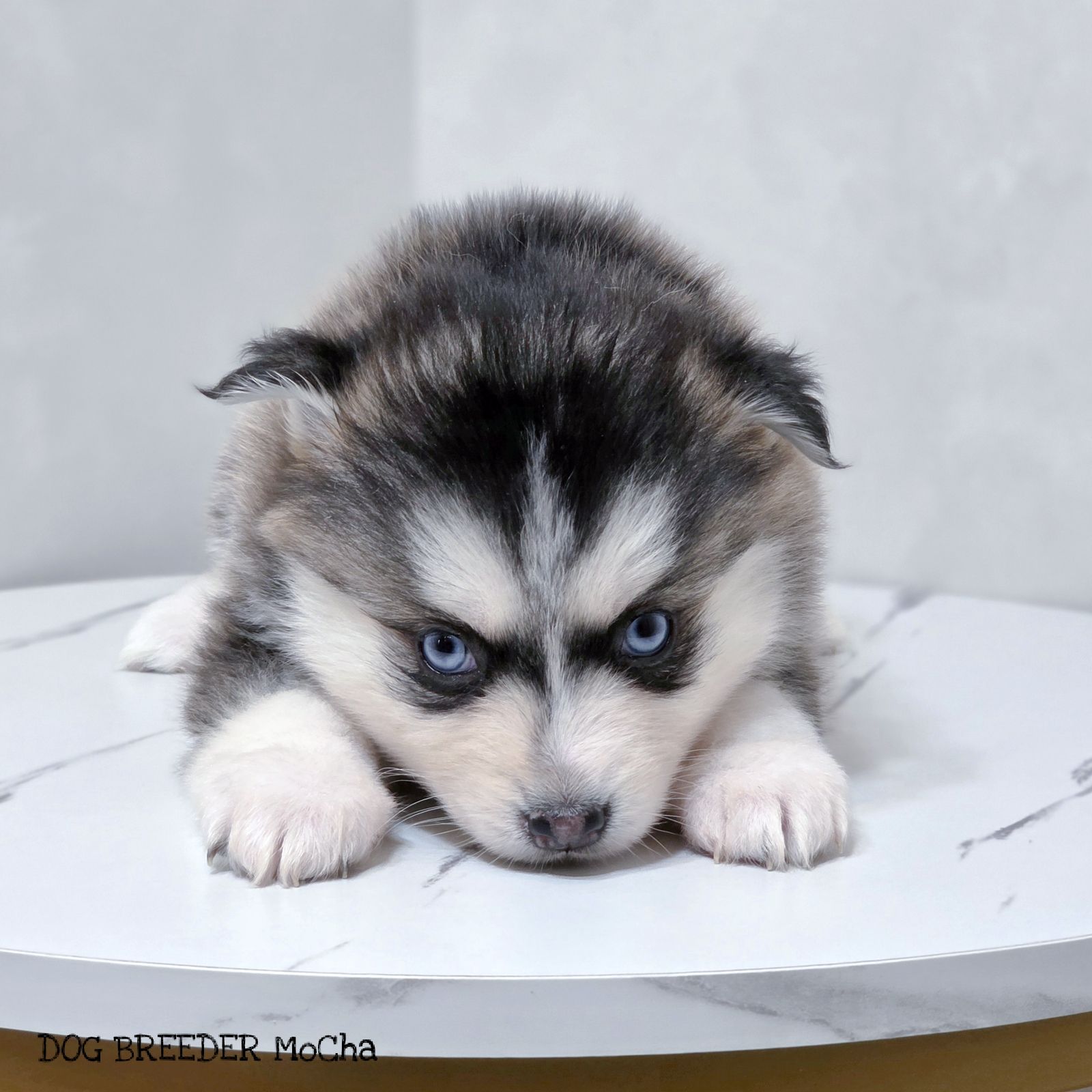 ポンスキー子犬ID()画像2