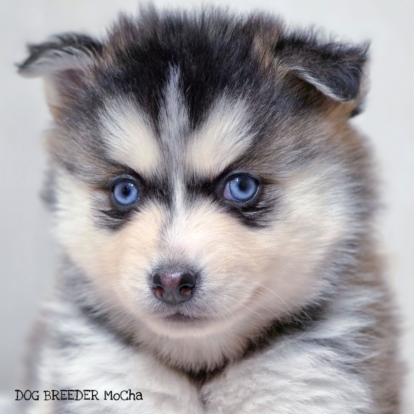 ポンスキー子犬ID()画像3