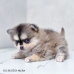 ポンスキー子犬ID()サムネイル画像1