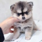 ポンスキー子犬ID()サムネイル画像2