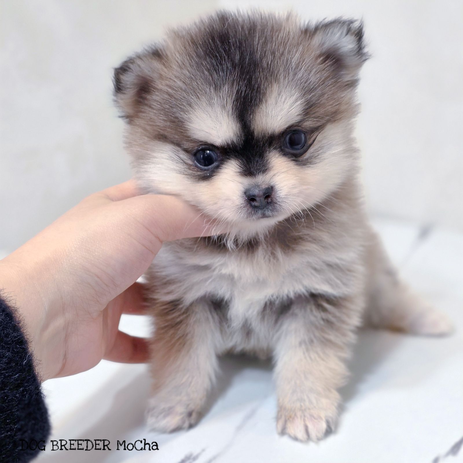 ポンスキー子犬ID()画像2