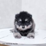 ポンスキー子犬ID()サムネイル画像1