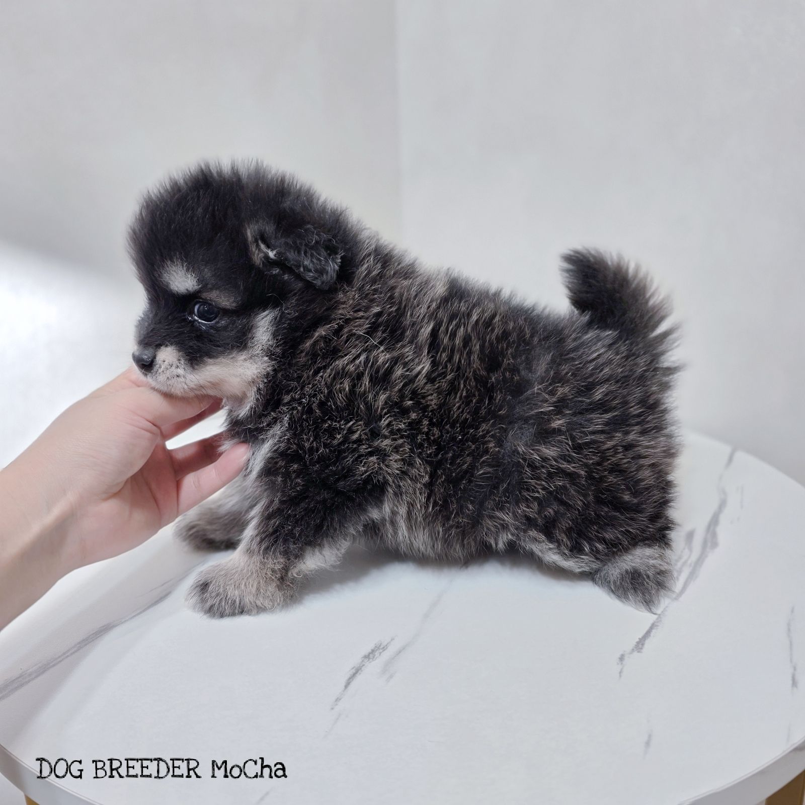 ポンスキー子犬ID()画像2