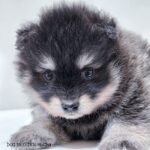 ポンスキー子犬ID()サムネイル画像3