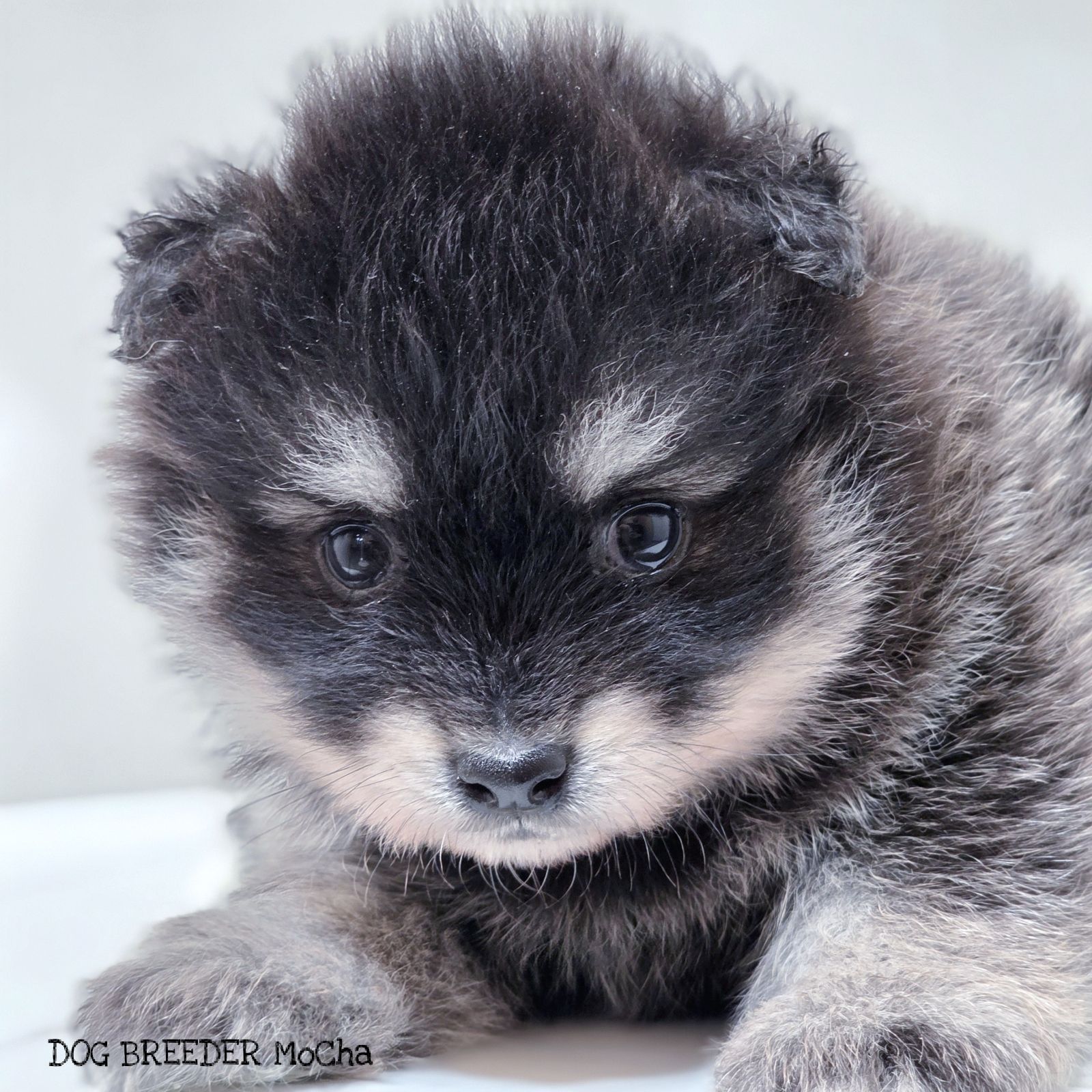 ポンスキー子犬ID()画像3