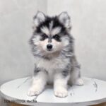 ポンスキー子犬ID()サムネイル画像1