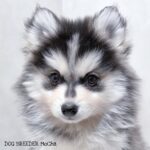 ポンスキー子犬ID()サムネイル画像3