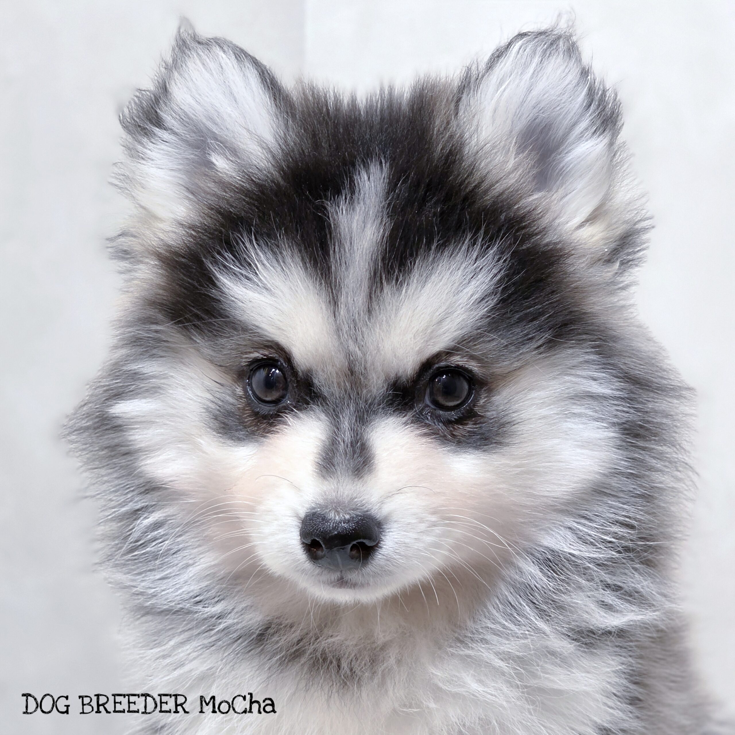 ポンスキー子犬ID()画像3