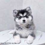 ポンスキー子犬ID()サムネイル画像1