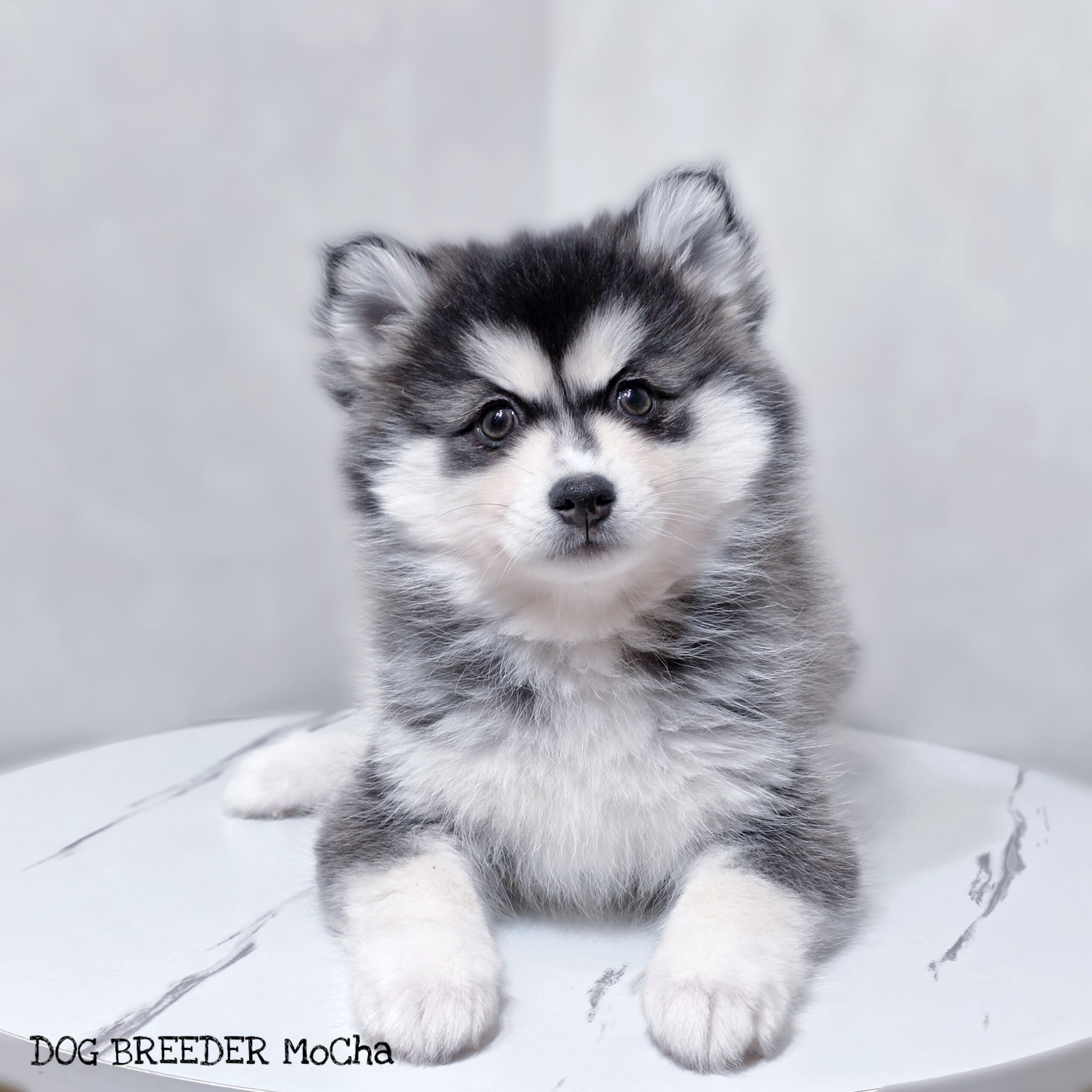 ポンスキー子犬ID()画像1