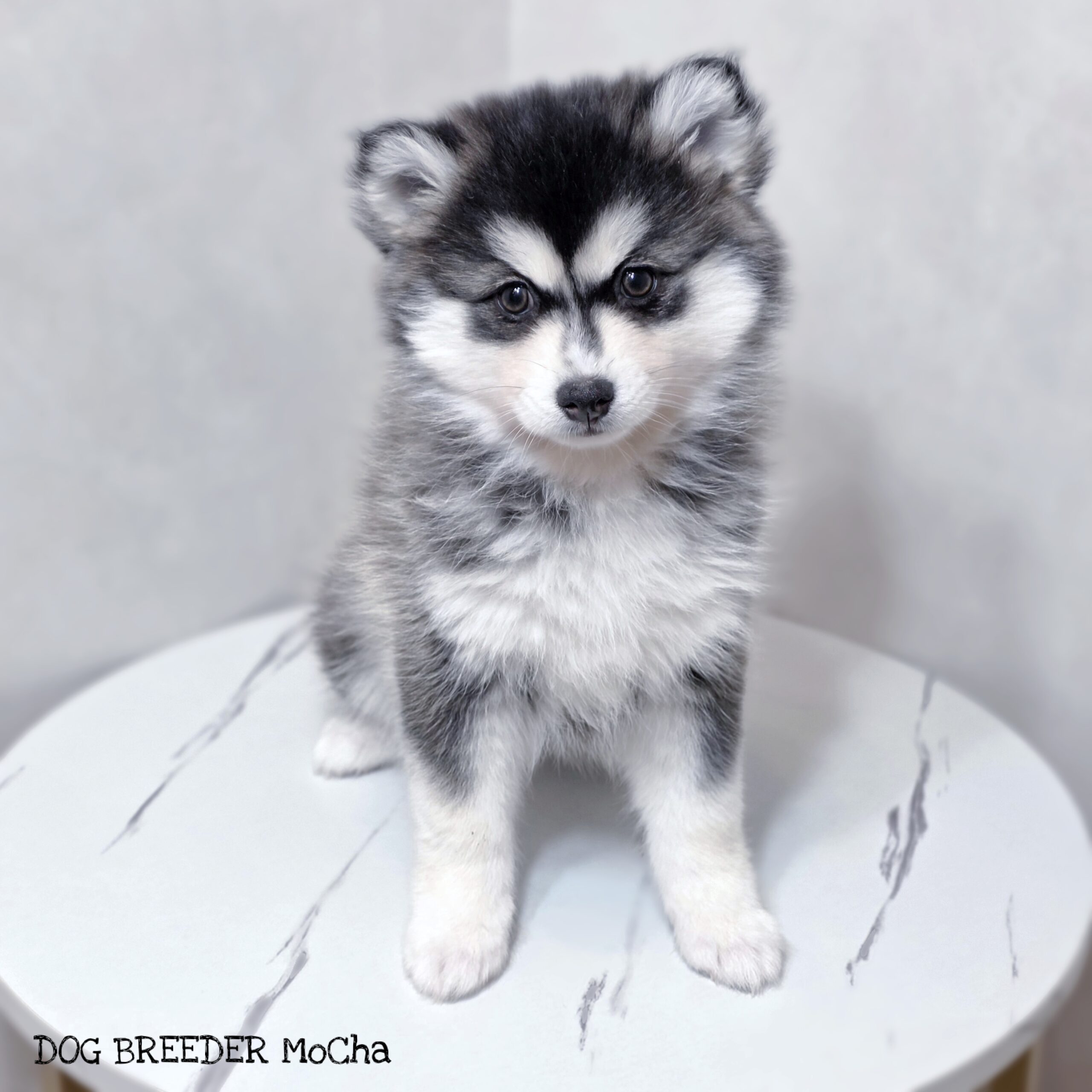 ポンスキー子犬ID()画像2