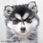 ポンスキー子犬ID()サムネイル画像3