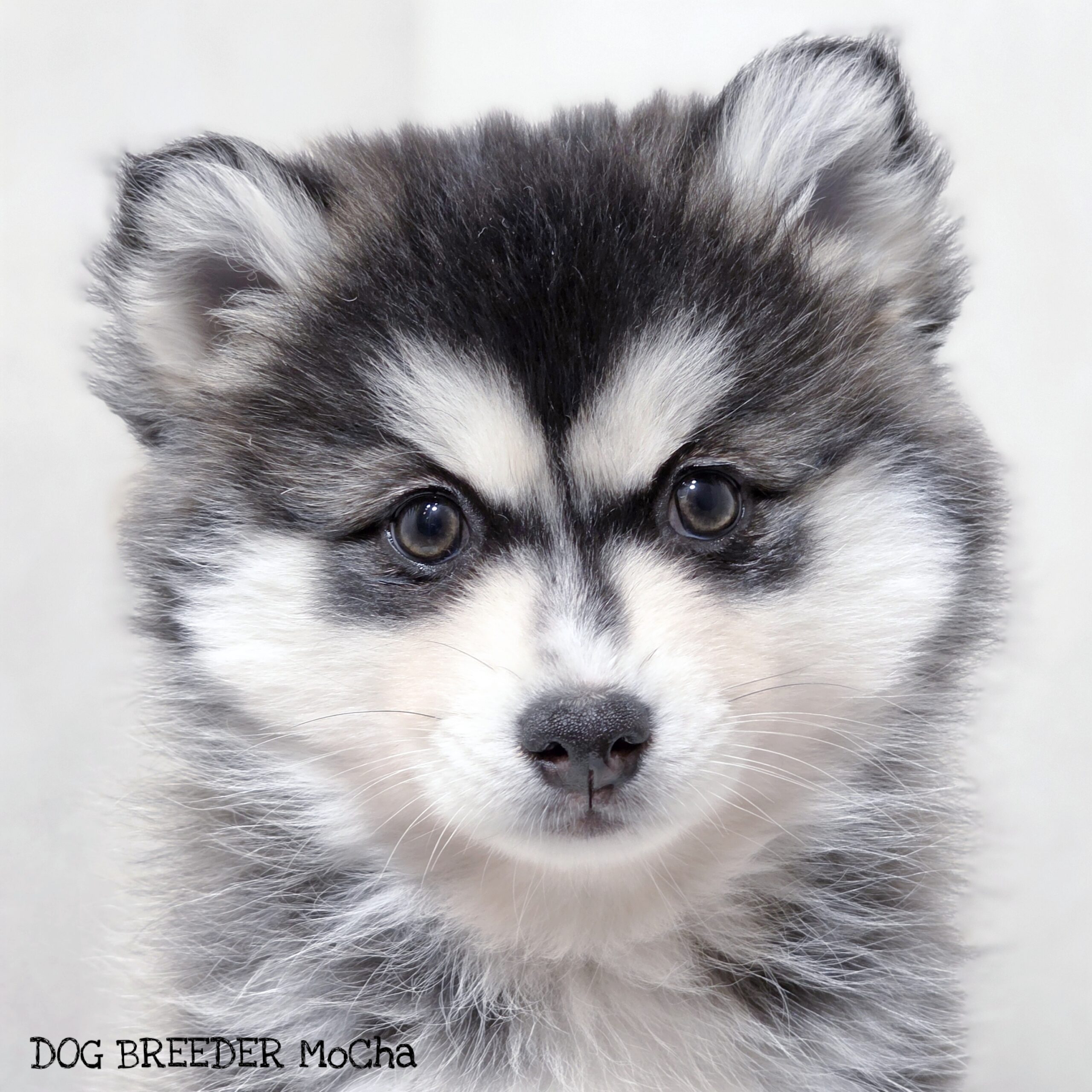 ポンスキー子犬ID()画像3