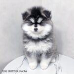 ポンスキー子犬ID()サムネイル画像1