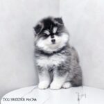 ポンスキー子犬ID()サムネイル画像2