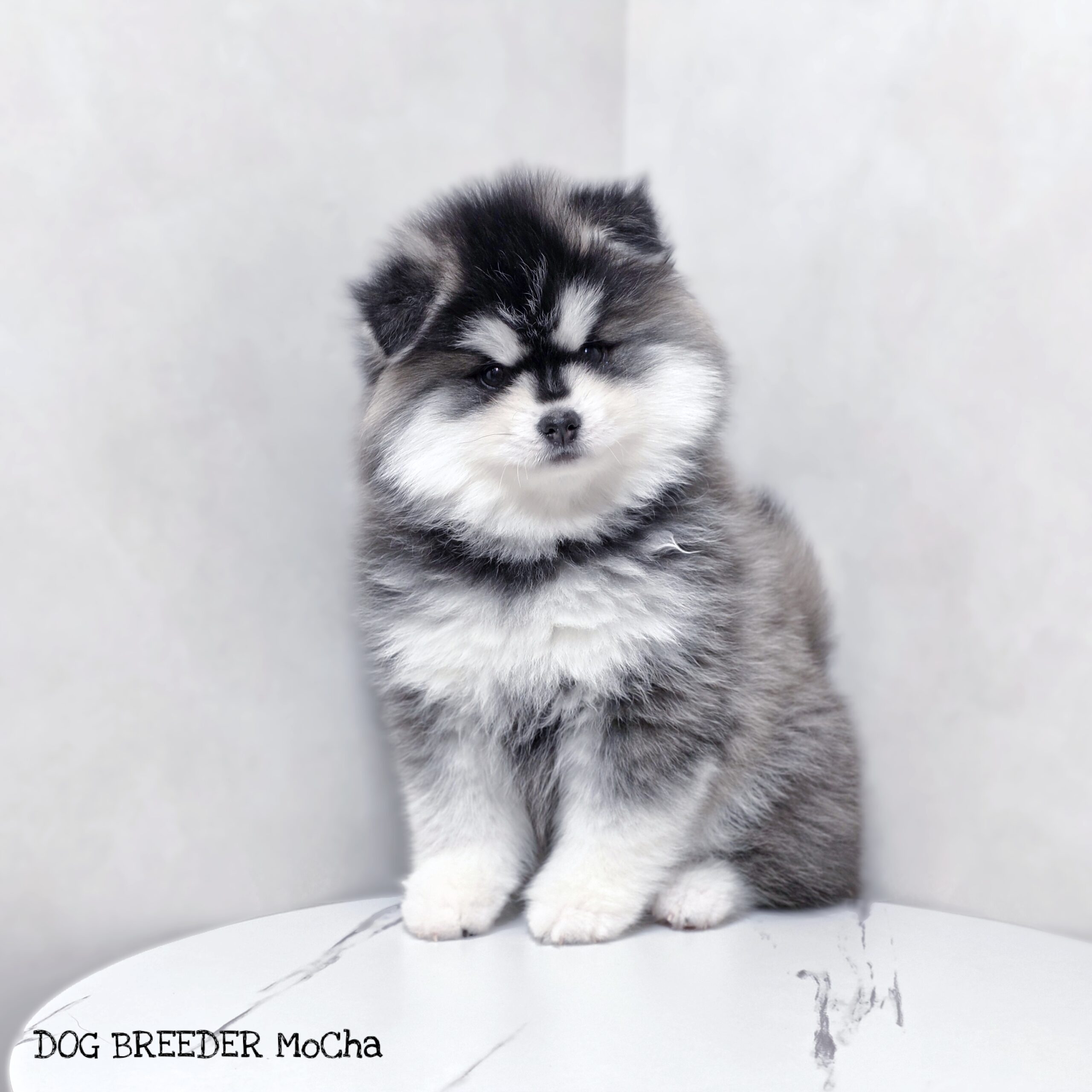 ポンスキー子犬ID()画像2