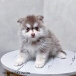 ポンスキー子犬ID()サムネイル画像2