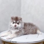 ポンスキー子犬ID()サムネイル画像1