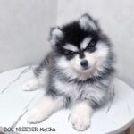 ポンスキー子犬ID()サムネイル画像1