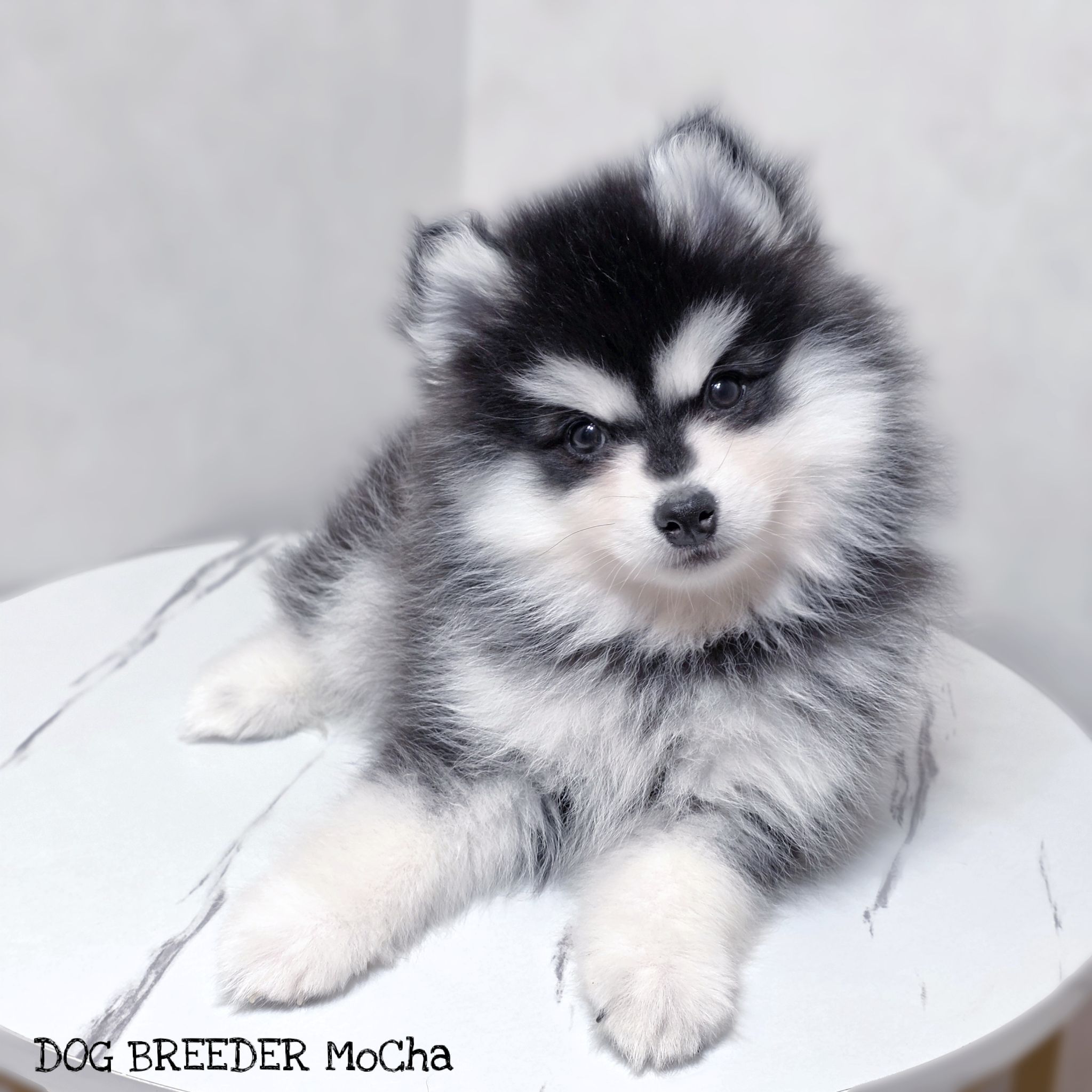 ポンスキー子犬ID()画像1