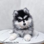 ポンスキー子犬ID()サムネイル画像2