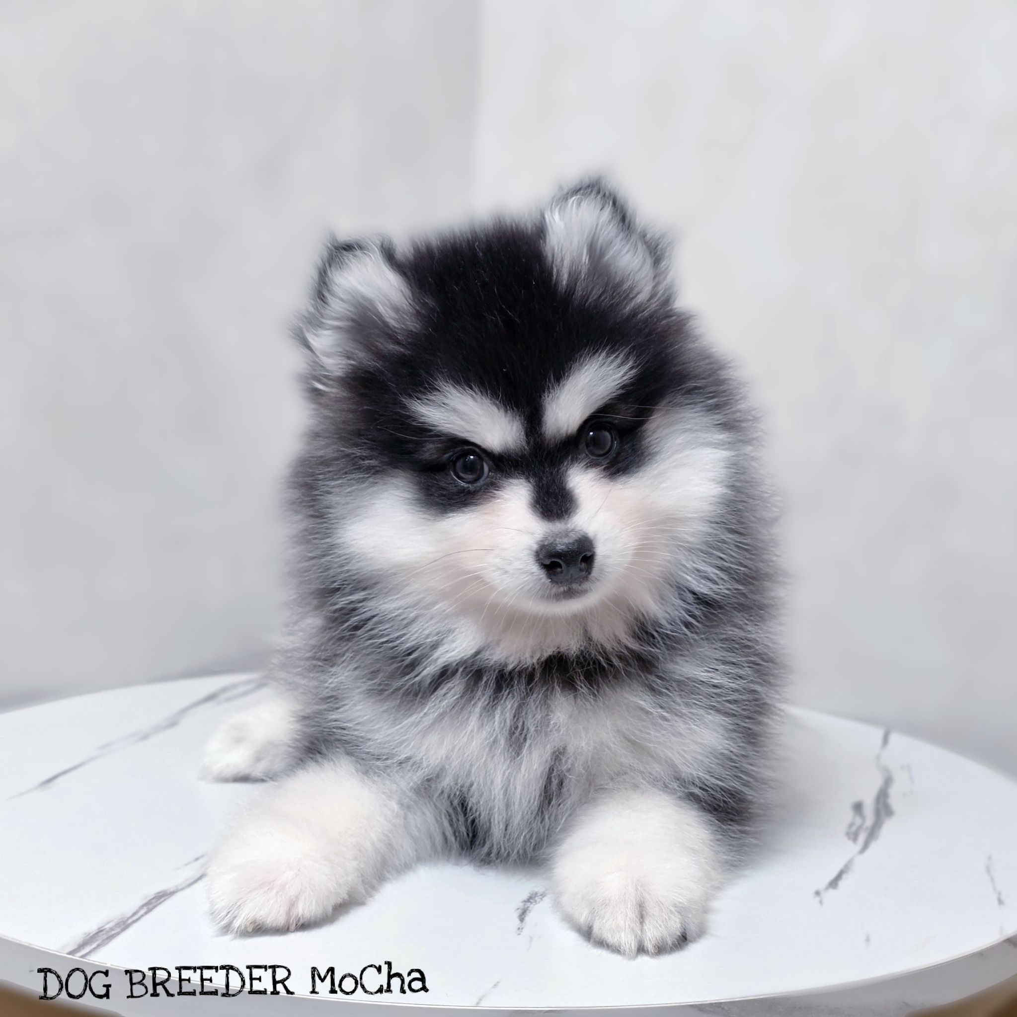 ポンスキー子犬ID()画像2