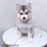 ポンスキー子犬ID()サムネイル画像1