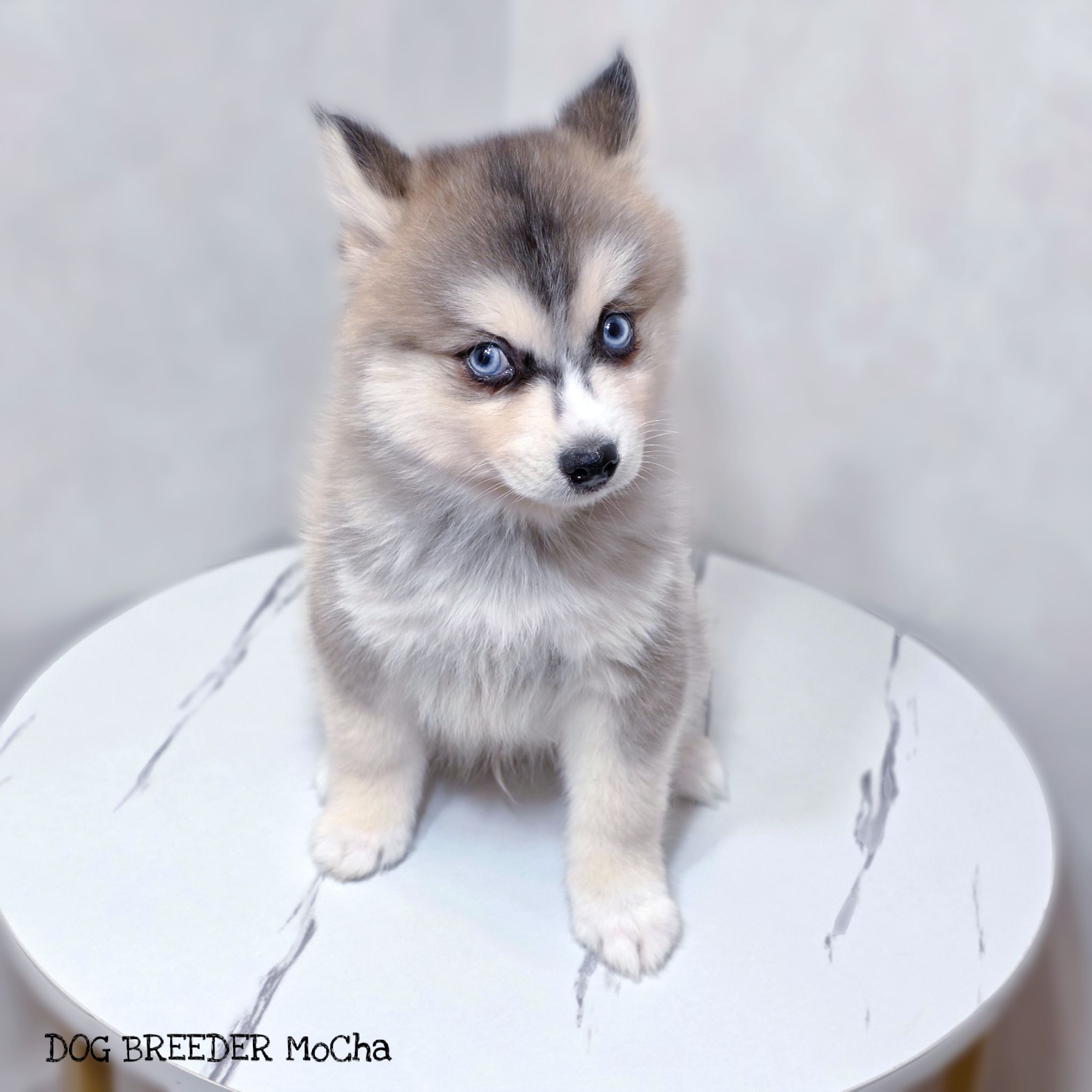 ポンスキー子犬ID()画像2