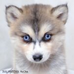 ポンスキー子犬ID()サムネイル画像3