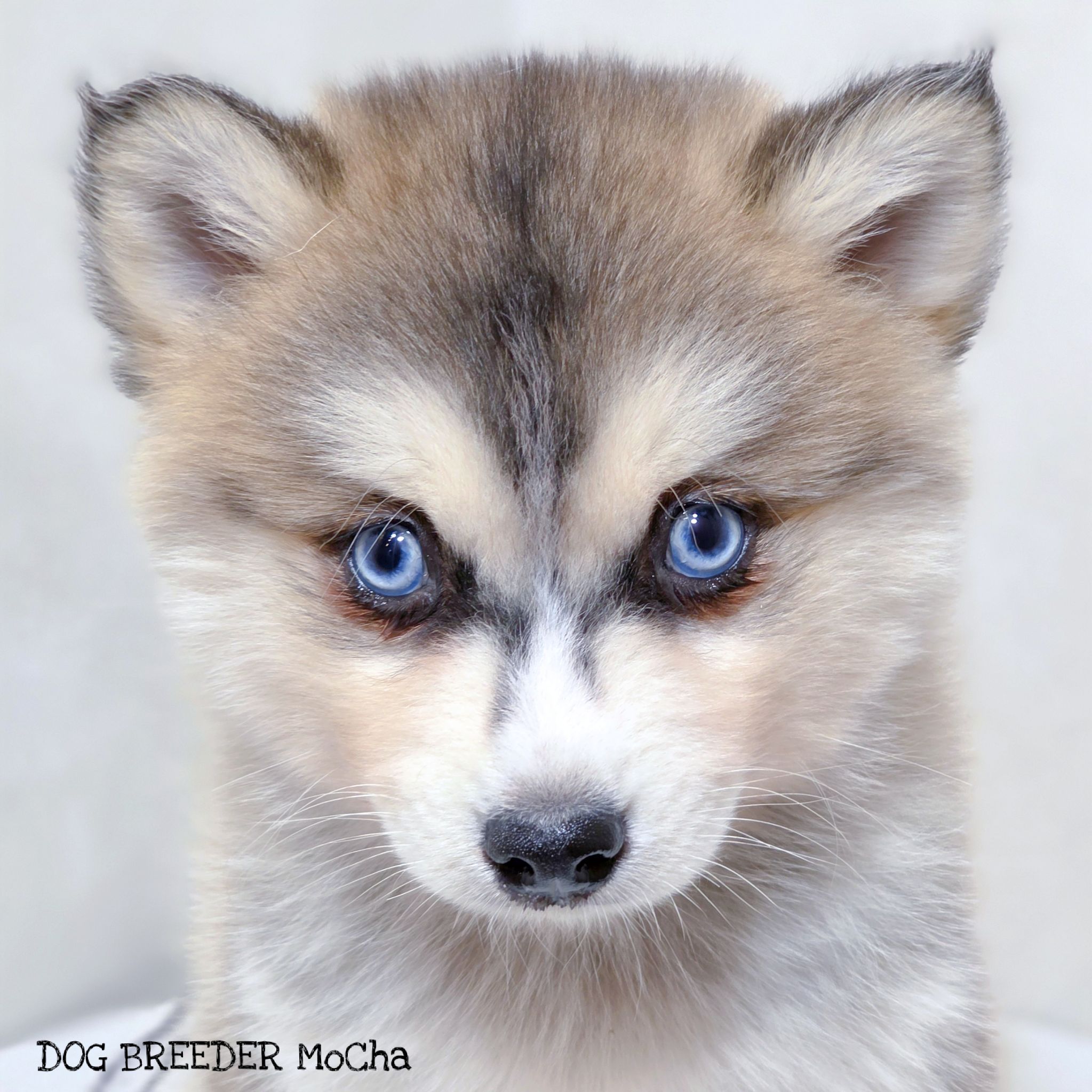 ポンスキー子犬ID()画像3