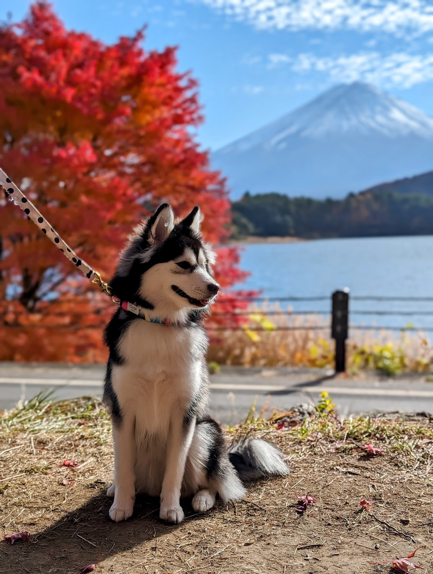 アテ画像