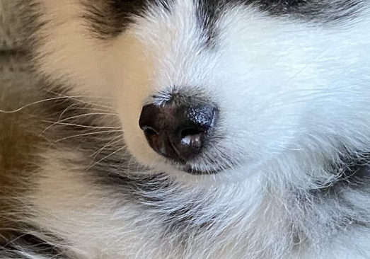 アテ画像
