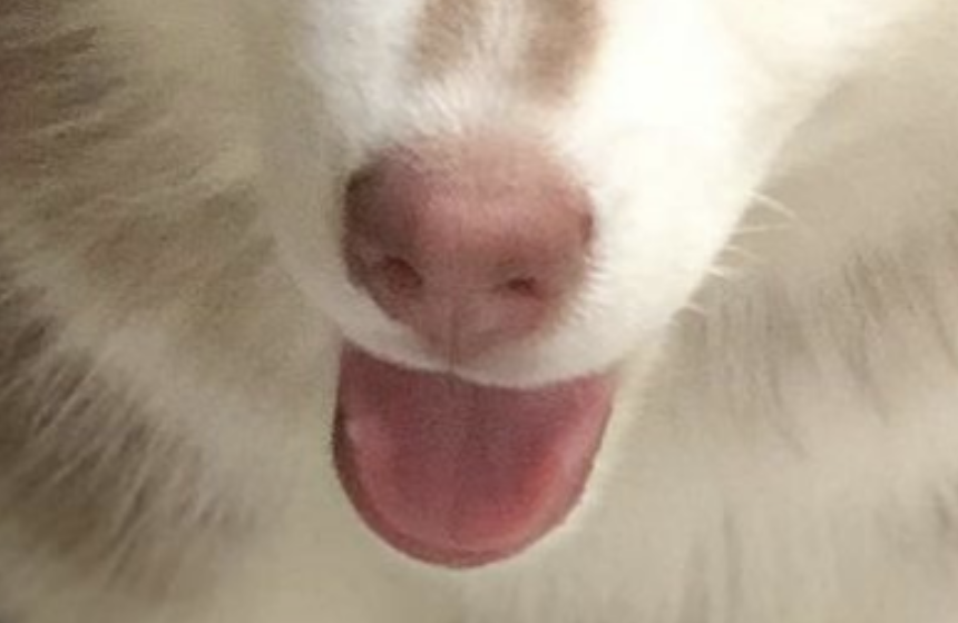 アテ画像
