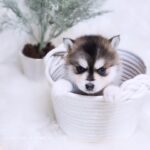 ポンスキー子犬ID()サムネイル画像2