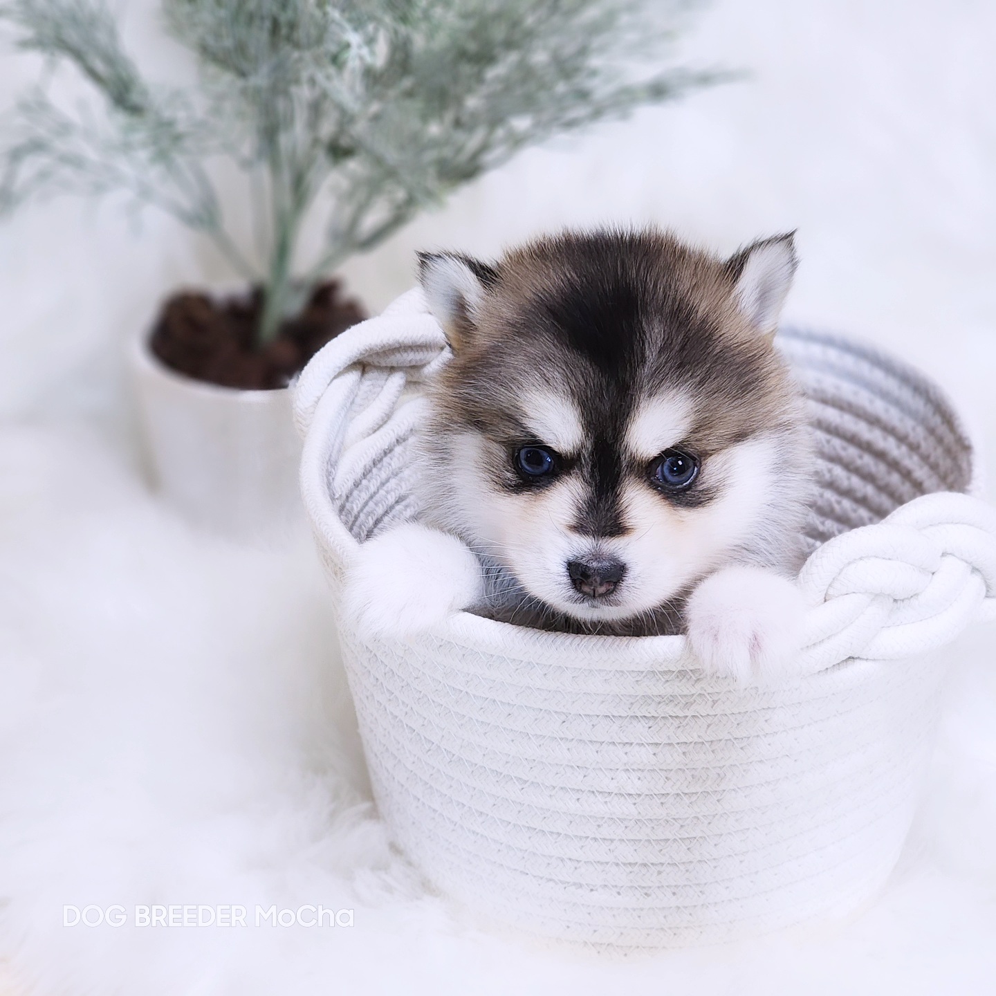 ポンスキー子犬ID()画像2