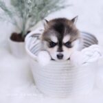 ポンスキー子犬ID()サムネイル画像3