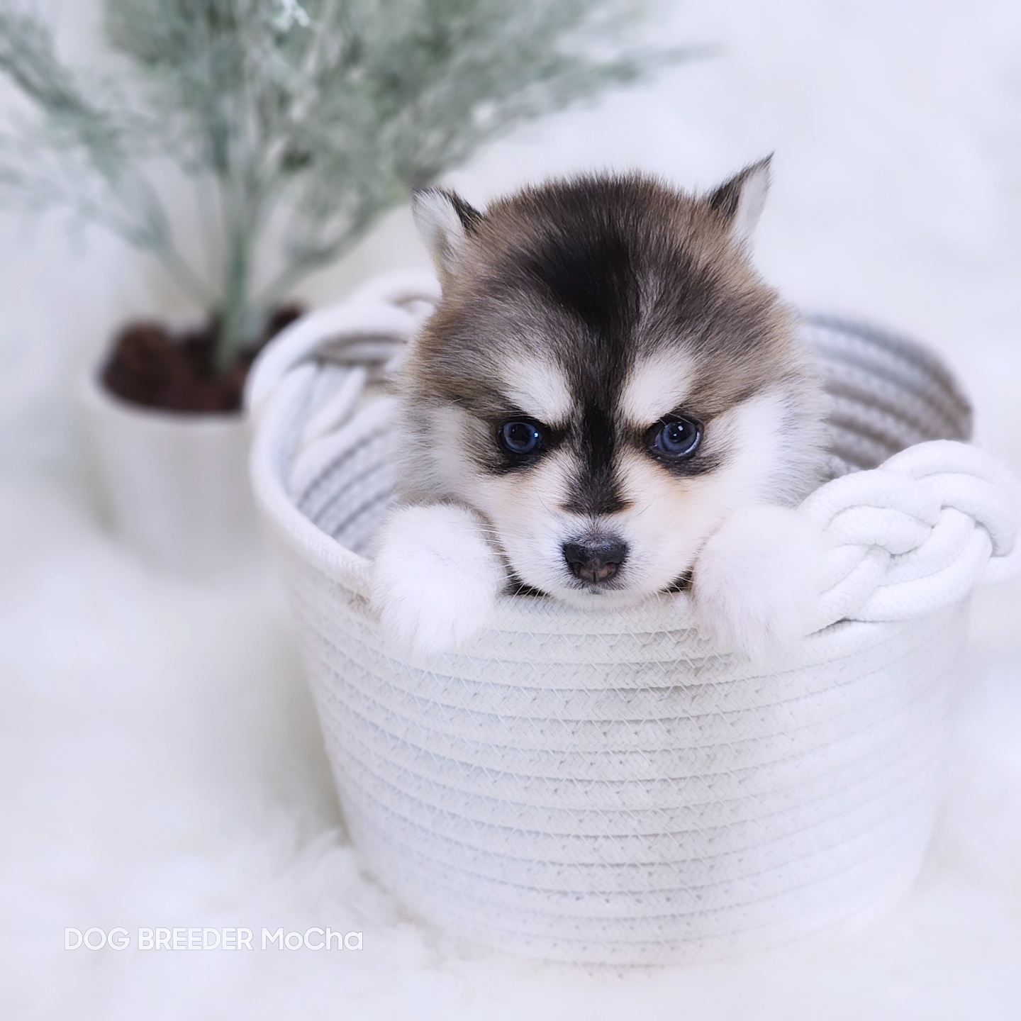 ポンスキー子犬ID()画像3