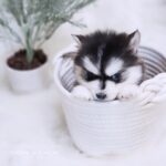 ポンスキー子犬ID()サムネイル画像3