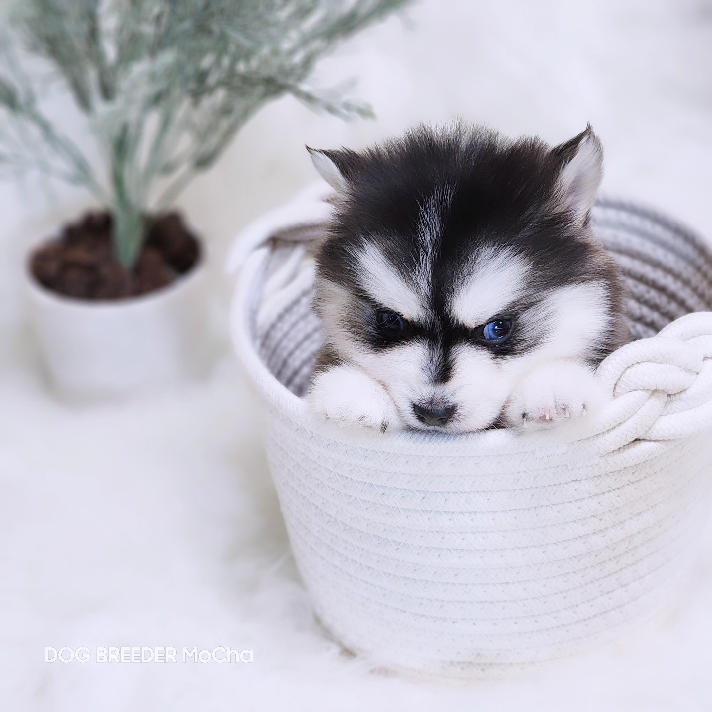 ポンスキー子犬ID()画像3