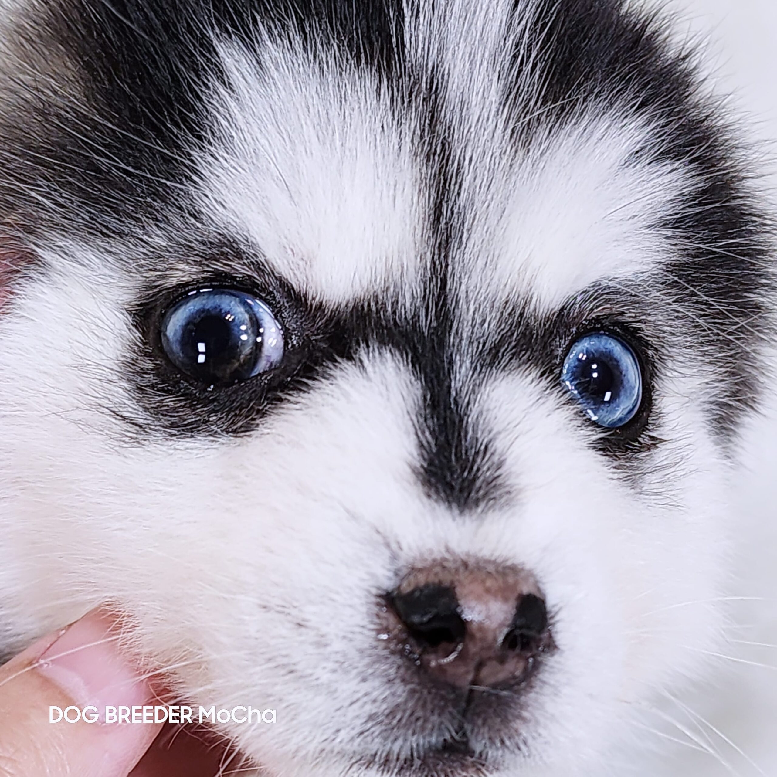 ポンスキー子犬ID()画像4