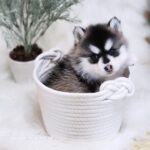 ポンスキー子犬ID()サムネイル画像1