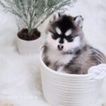 ポンスキー子犬ID()サムネイル画像3
