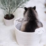 ポンスキー子犬ID()サムネイル画像4