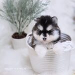 ポンスキー子犬ID()サムネイル画像3