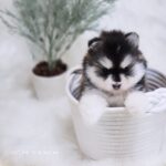 ポンスキー子犬ID()サムネイル画像2