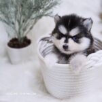 ポンスキー子犬ID()サムネイル画像3